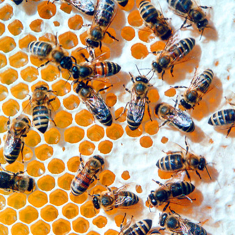 bees